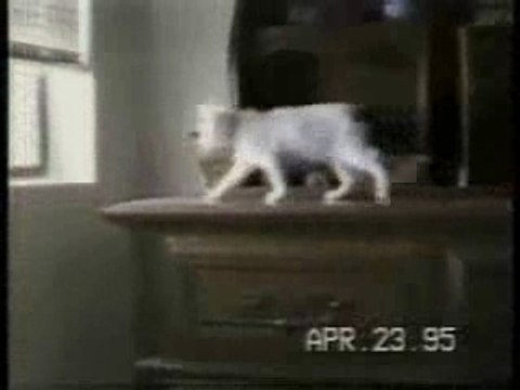 Chats amusants (vidéo drôle)
