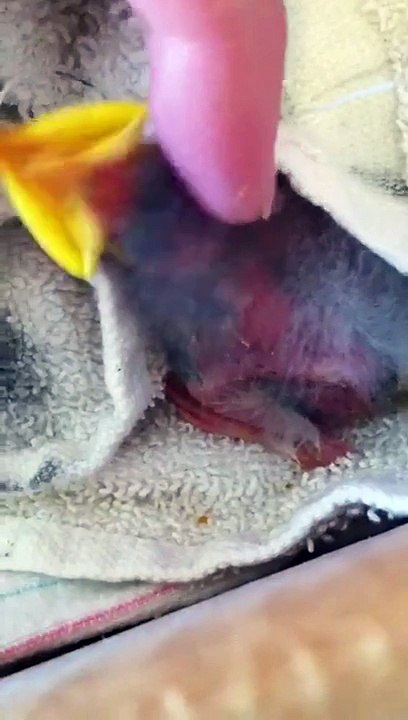 Baby bird so cute