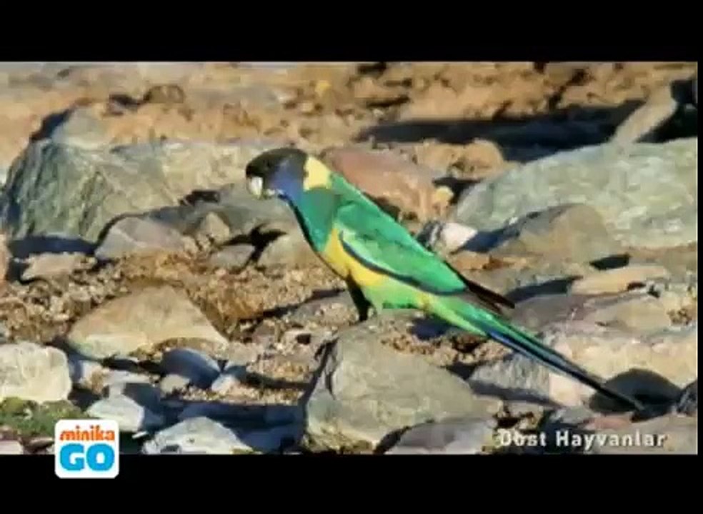 Hayvan Saldırıları Derleme - Animal Attacks Compil