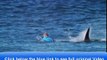 Video Shark attacks Australian surfer Mick Fanning! Jul 19, 2015 2