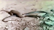 Cobra vs Mongoose, Mongoose Killing deadly Cobra