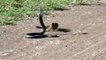 King Cobra vs Mongoose Fight, Mongoose Killing deadly King Cobra