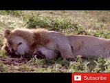 African Animals HD 5 African Lion Lion Attacks lion attack gnu