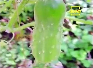 Ayurvedic Treatment of "Skin" Problem | Acharya balkrishna