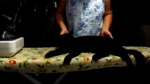gatto nero lazzarone, Black cat lazarus