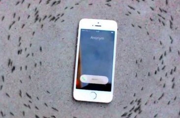 ¿Por qué estas hormigas andan en círculos alrededor de un celular?