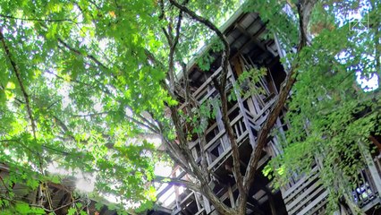 30 Metre Uzunluğunda Dünyanın En Büyük Ağaç Evi
