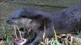 Otter eats rat morning on the river ( Harborough)