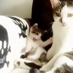 Annesini Taklit Etmeye Çalışan Minnoş Kediden Sevimlilik Patlaması