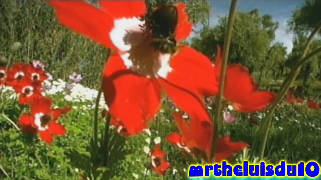 Gregorian - Moment Of Peace