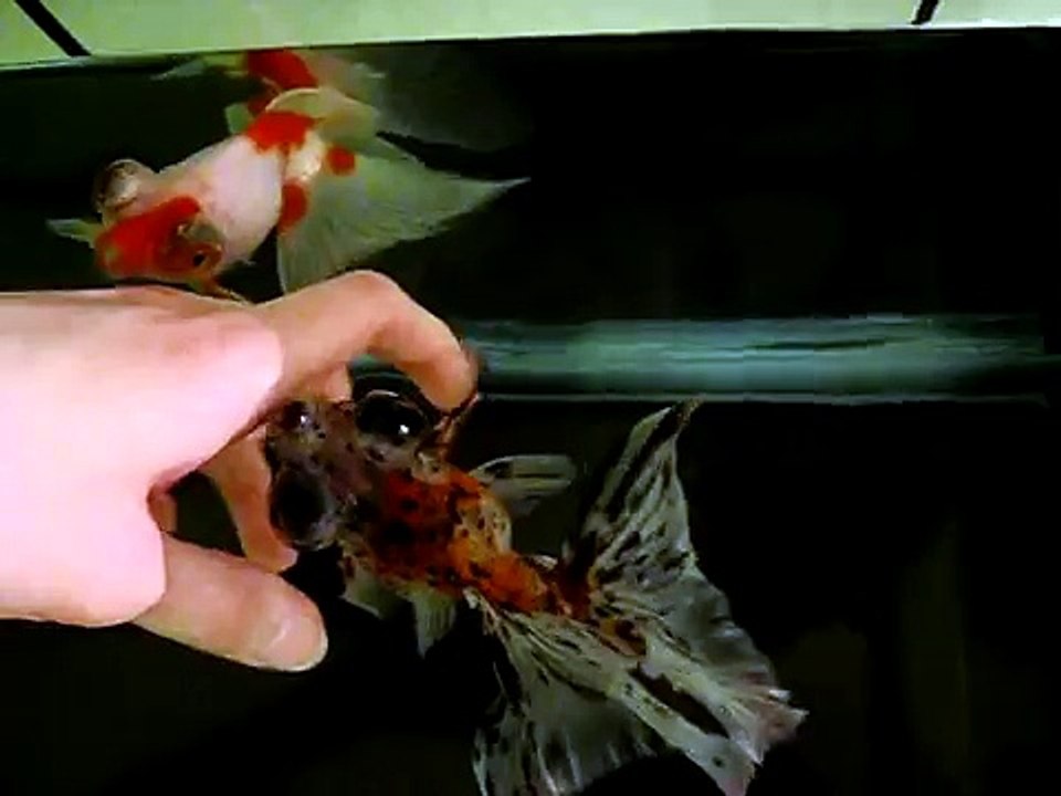 Mugen and Fuu ♥