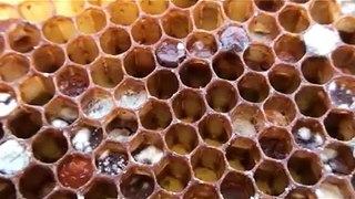 Beekeeping: Moldy Pollen