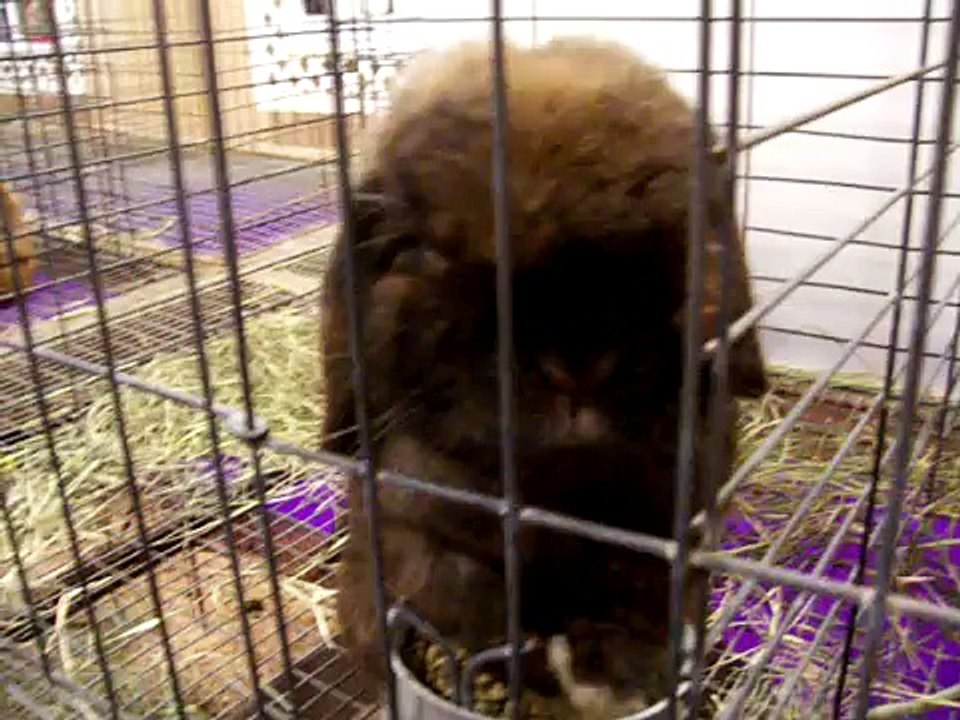 Clean-Bunny