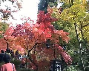 Yufuin---Ky-couleurs-d'automne