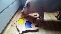 Moritz the Pig Is a Puzzle-Solving Genius
