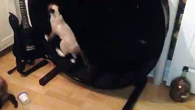 Cat Wheel Provides the Perfect Exercise Outlet