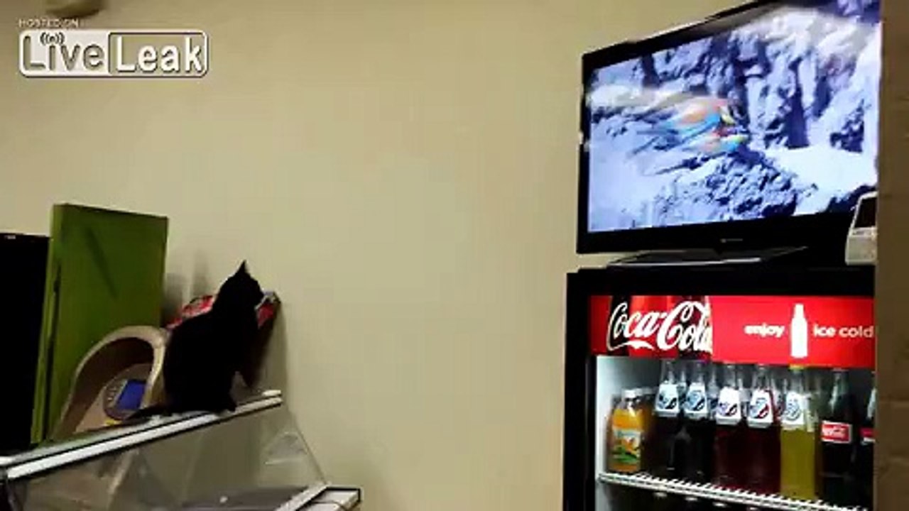 Cat Watching Birds Have Sex on HD Television
