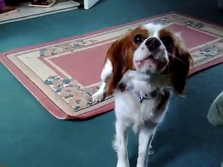 King Charles Cavalier Barking