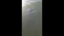 Queensland Divers Spot Massive Shark Circling Their Boat