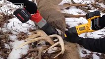 Police tase deer and cut off antlers