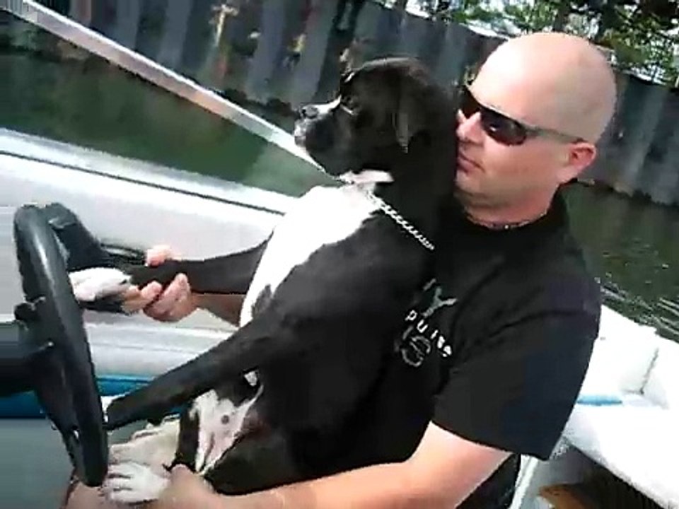 Onyx our Black Boxer Dog Driving his new Boat so cute!!!