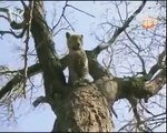 Lions Exiled in the Wild - Full Documentary - Wildlife Animals