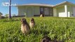 Burrowing Owlet Fascinated by GoPro...