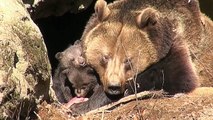 Nationalpark Bayer. Wald: Part2: Drei Baby-Bären von Mama umsorgt