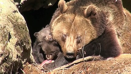 Nationalpark Bayer. Wald: Part2: Drei Baby-Bären von Mama umsorgt
