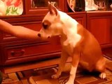 Give me five ! Funny dogs and cats gives paw compilation