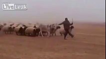 Jordanian Army Crossing syria Border to Fight ISIS