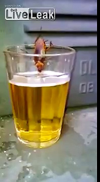 Cockroach drinking beer
