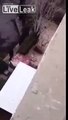 Terrified Cat Plummets down the Side of a five story Building only to be chased by another Threat