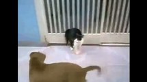 Cats and Dogs beg for their team win in  Funny Animals Compilation New Videos 2015 and the end