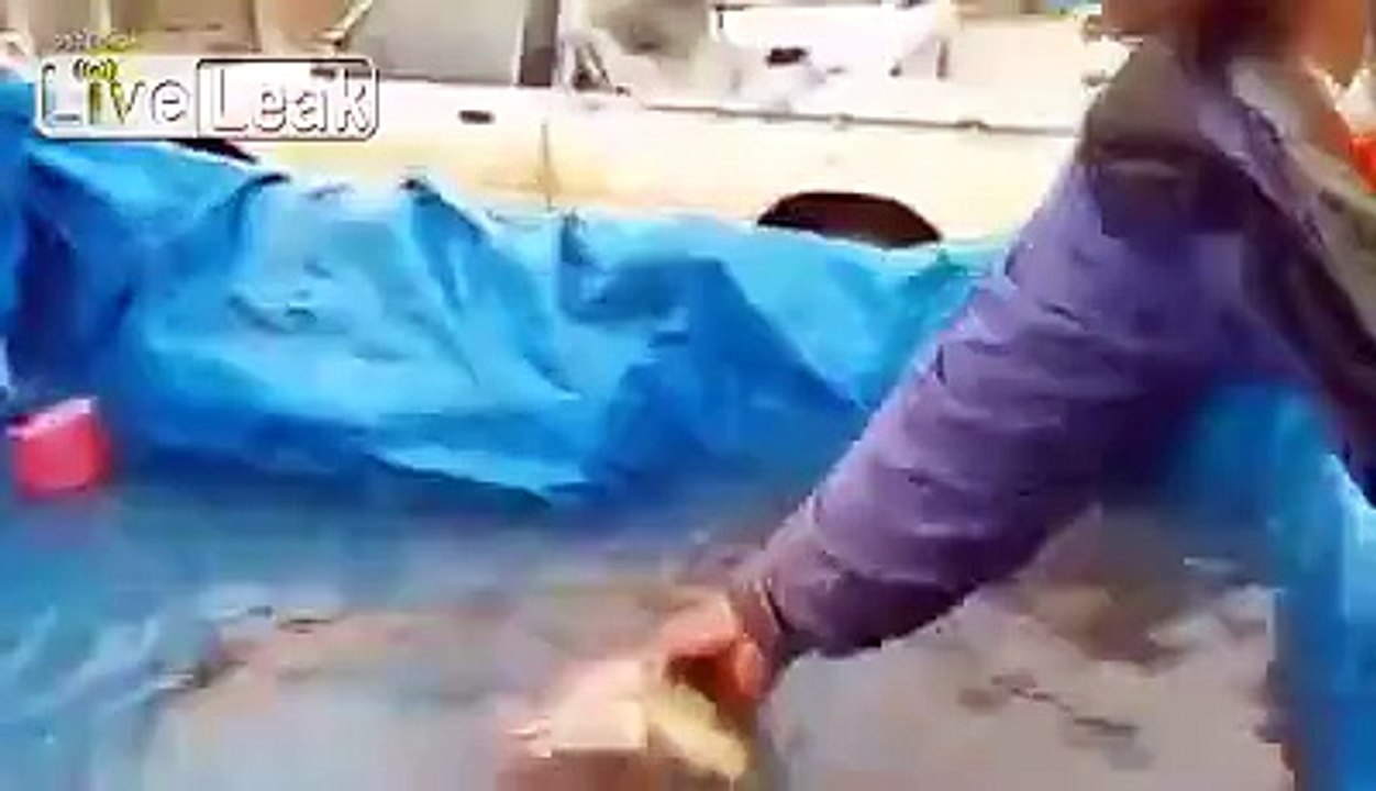 Gutted Fish - Still Swimming!! WTF?