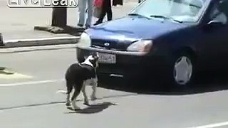 Dog gets pissed of and.....