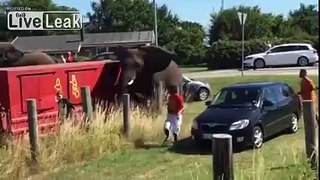 Escaped Elephants Go On A Rampage