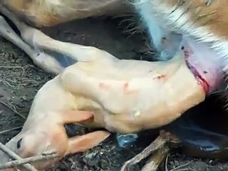 birth of a baby deer 010.AVI