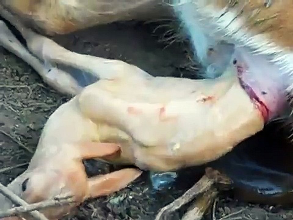 birth of a baby deer 010.AVI