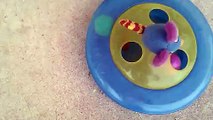 Mouse Hides From Cat Inside Cat Toy