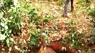 Wild Pig and Snakes Rescue Operation in India