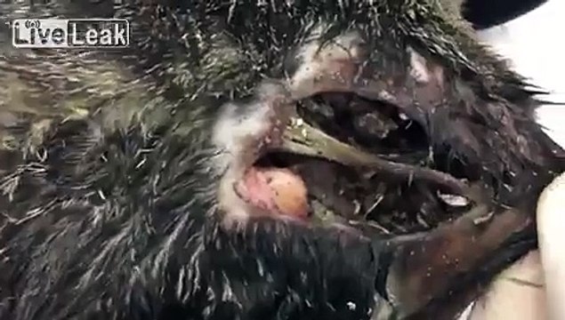 Poor Cat has terrible wounds infested with maggots