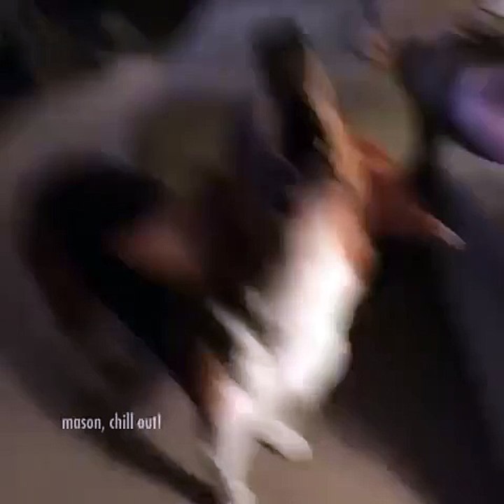 The anti-Dog