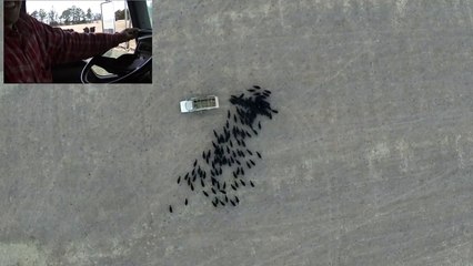 Farmer Creates Cow Art with a Drone