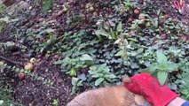 Sad Fox Rescue Reminds Us Wildlife Faces Many Unseen Dangers