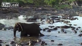 Hippo vs. Elephant Tanzanie