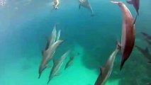 Man Swims With Wild Dolphins in Rare Experience