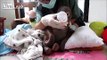Crying baby orangutan Budi receives loving care after suffering year of neglect