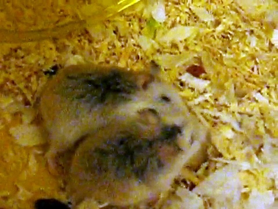 hamsters fighting