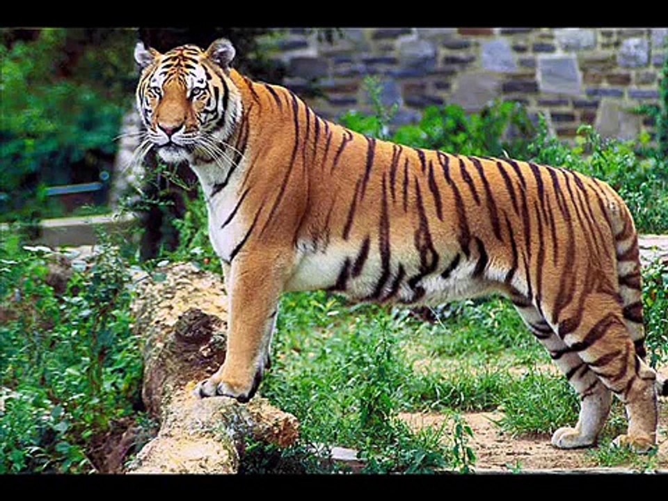 Top 50 Most Dangerous Animals